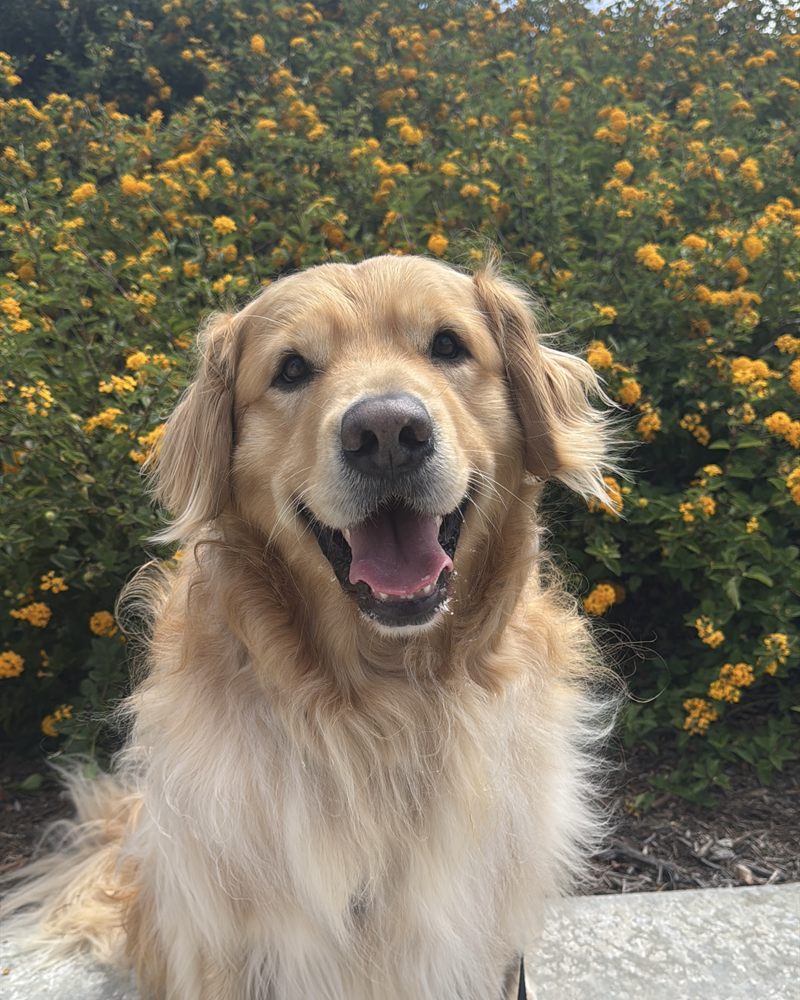 Diego the Golden Retriever smiling in front of yellow flowers