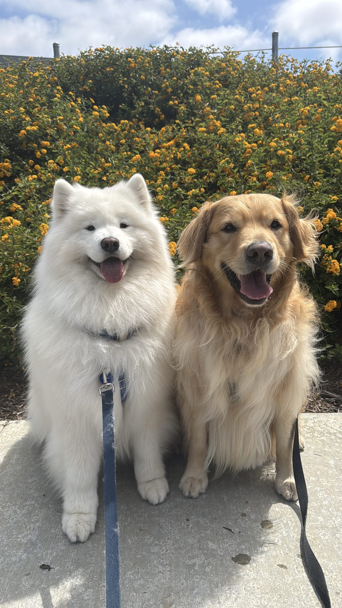 Sami the Samoyed and Diego the Golden Retriever sitting side by side in front of a bush of yellow flowers