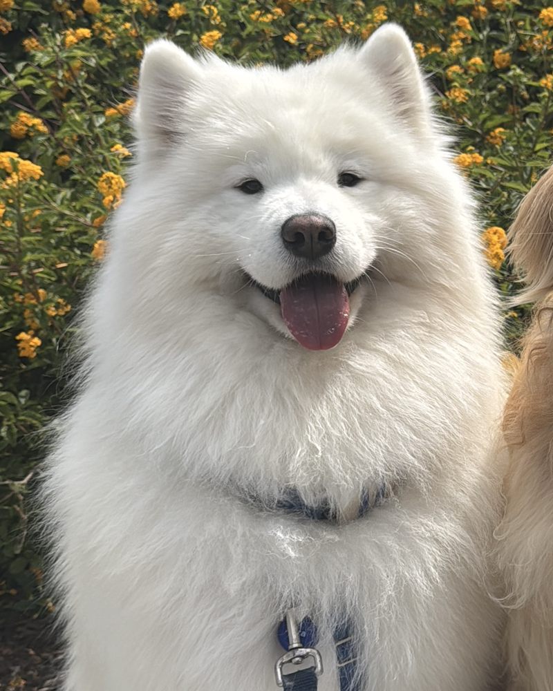 Sami the Samoyed smiling in front of yellow flowers